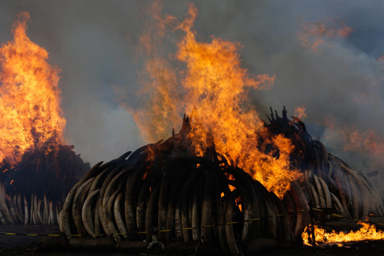 Image: Kenya burns 105 tonnes of ivory