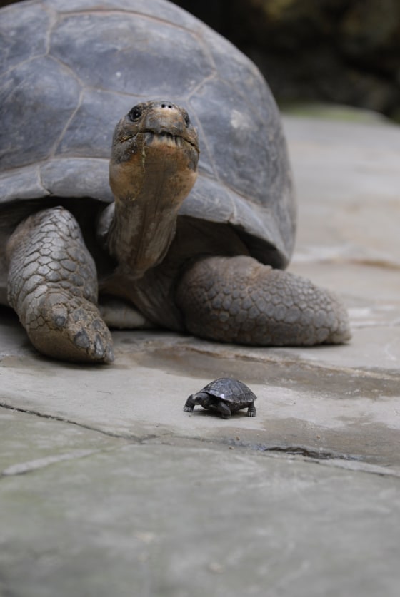 Giant Galapagos Tortoise, 80, Has 9 Hatchlings at Zurich Zoo