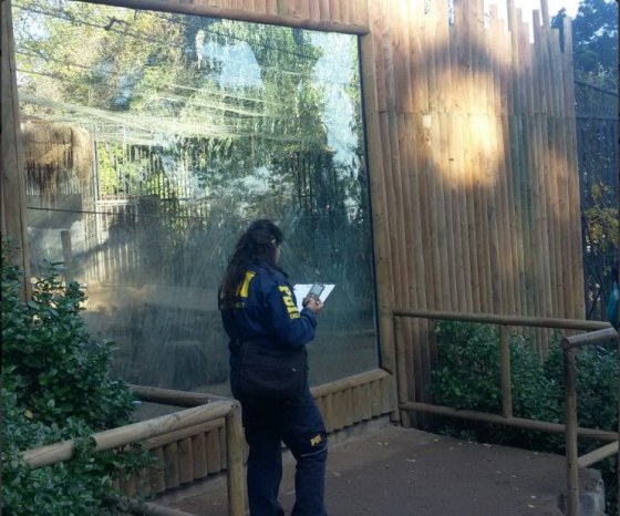 Chilean police investigating the attempted suicide at Santiago Metropolitan Zoo.