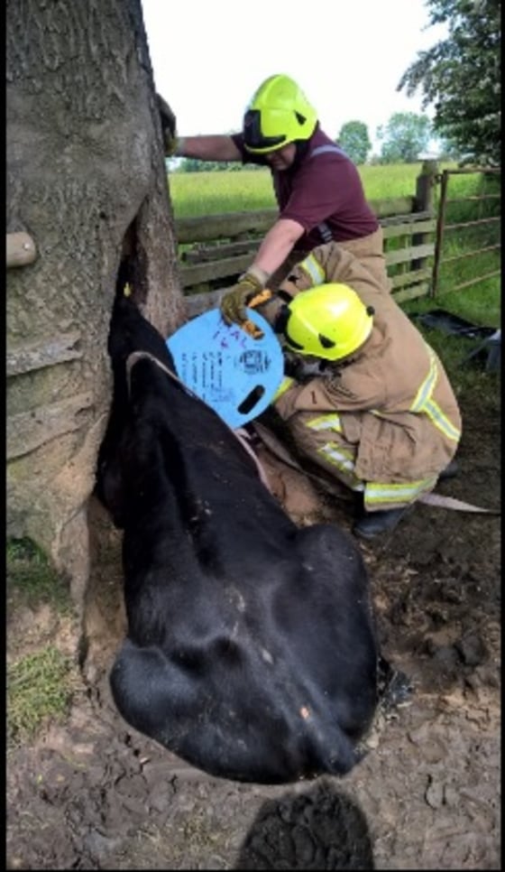 Cow With Head Stuck in Tree Is Freed by Firefighters