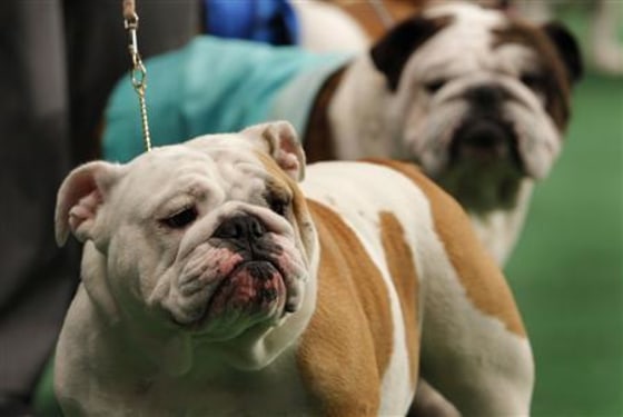 Bulldogs stand in the ring during competition at the 136th Westminster kennel Club Dog Show in New York's Madison Square Garden