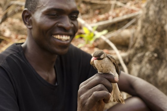 Yao honey-hunter Orlando Yassene holds a male greater honeyguide temporarily captured for research in the Niassa National Reserve, Mozambique, on Oct. 4, 2013. Humans and a wild bird species over centuries have learned to work together, adapt to each other culturally and genetically with a simple sound: "Brrr-hm."?? When human honey-hunters make that call, the wild bird called the honeyguide does its namesake job with incredible accuracy, leading people to hidden bees'?? nests.