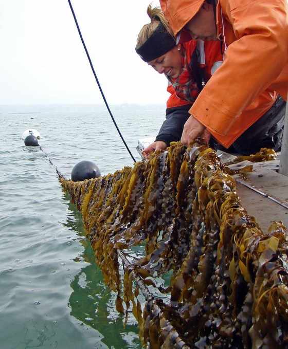 University of Connecticut researchers pull seaweed out of Long Island Sound.