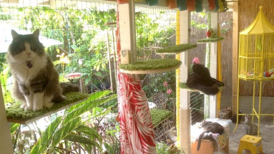 Cat patios aka catios are latest pet trend