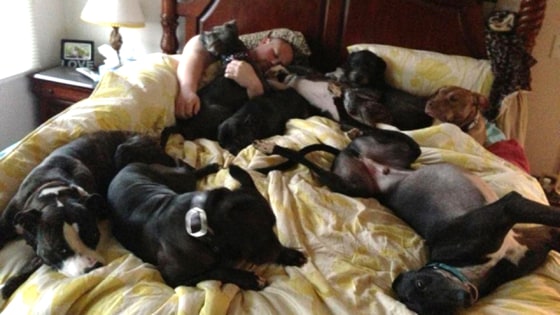 bed full of puppies