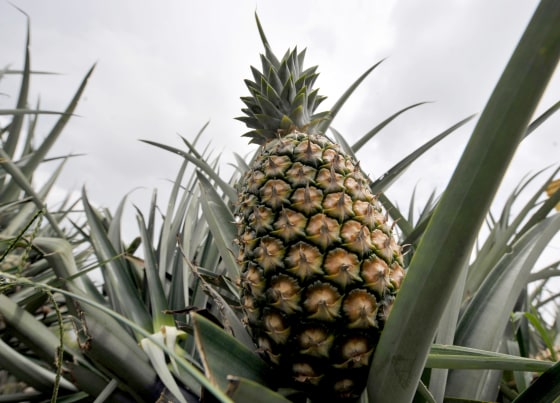 Genetically Engineered Pink Pineapple Is Safe to Sell, FDA Says