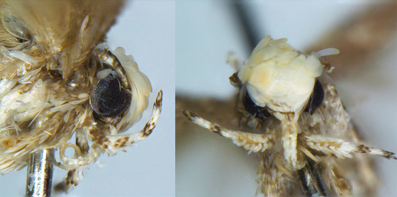 Image: Moth species Neopalpa donaldtrumpi.