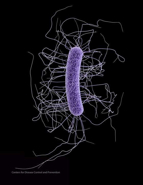 Image: Clostridium difficile