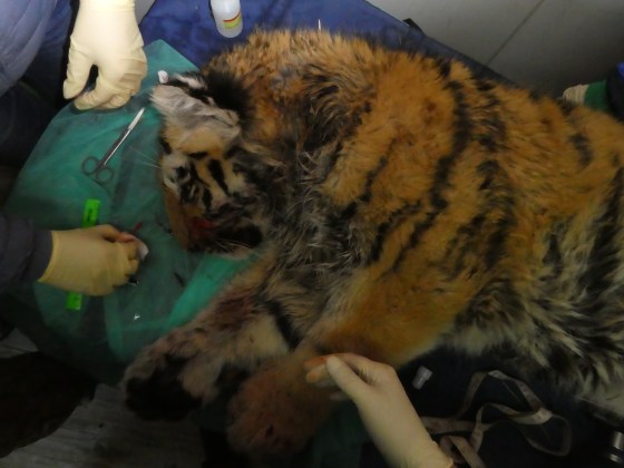 Image: The tiger cub is being treated at the Amur Tiger Center in Primorsky region.