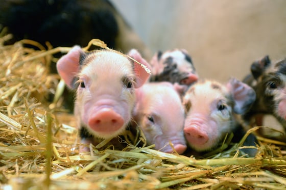 Image: Newly born piglets are pictured.