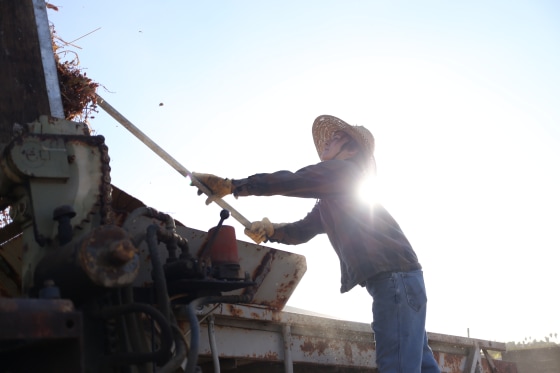 31-year-old Nikiko Masumoto is seen shaking raisins at the Masumoto Family Farm in Del Rey, California.