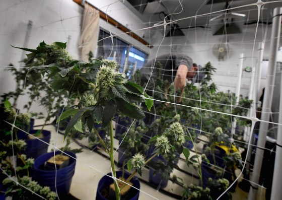 Image: A worker tends to cannabis plants growing at the Perennial Holistic Wellness Center which is a medicinal marijuana dispensary in Los Angeles, California on March 24, 2017.