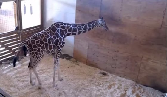 Image: April the Giraffe welcomes a baby, April 15, 2017.