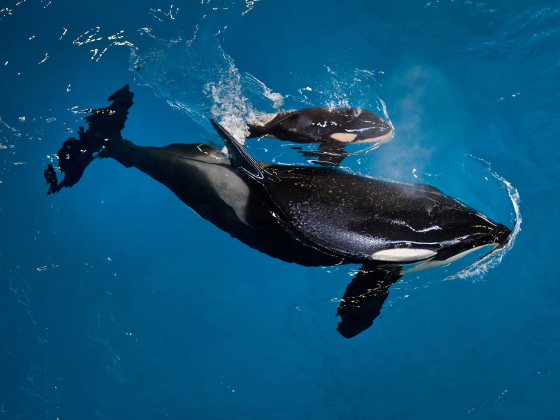 Image: Image: Takara and her calf