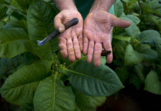 In this Feb. 27, 2016 photo, Raul Valdes Villasusa, 76, shows his hands, hardened by years of work on his tobacco farm in Vinales in the province of Pinar del Rio, Cuba.
