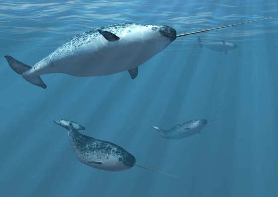 Narwhals