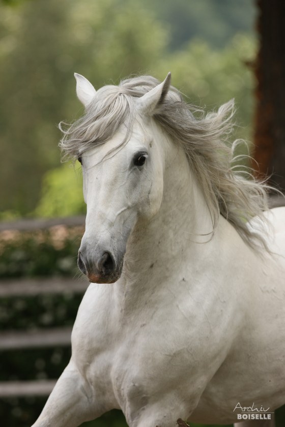 Image: A Lipizzan stallion named Conversano Sessana