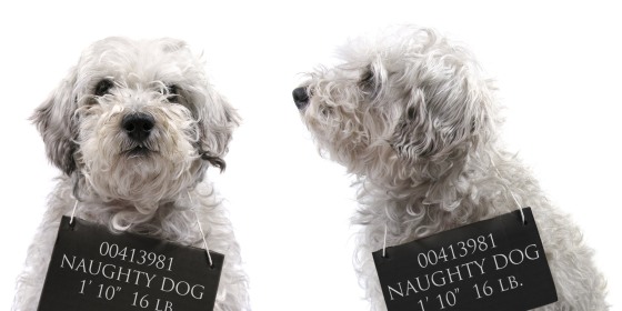 Image: Mug shots of a disheveled dog