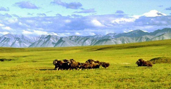 Image: A Herd of Musk Ox Graze