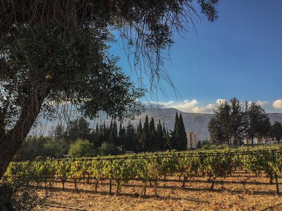 Image: Domaines des Tourelle Vineyard