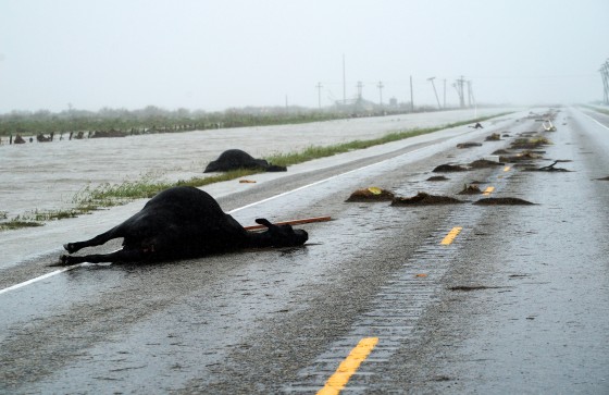 Image: Dead Cows Killed in Hurricane Harvey Lie Along Highway 35 Near Fulton