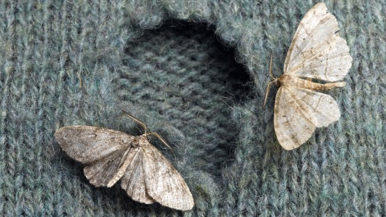 What to do if you find clothing moths and how to prevent them