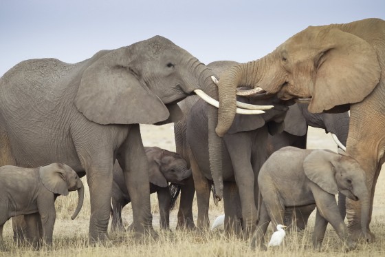 Image: Trump to Allow Elephant Trophies Brought to the US