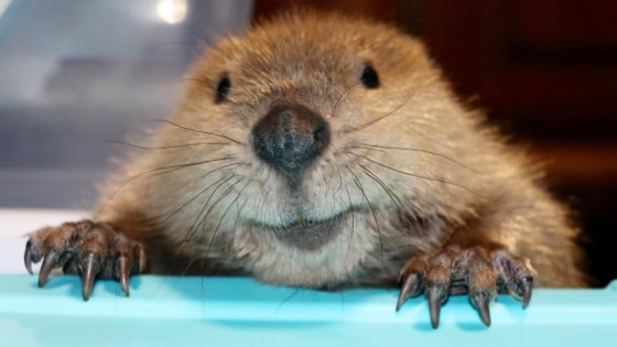 Justin Beaver Rescued As An Orphan