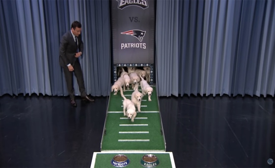 Puppies Predict the Winner of Super Bowl LVI  The Tonight Show Starring  Jimmy Fallon 