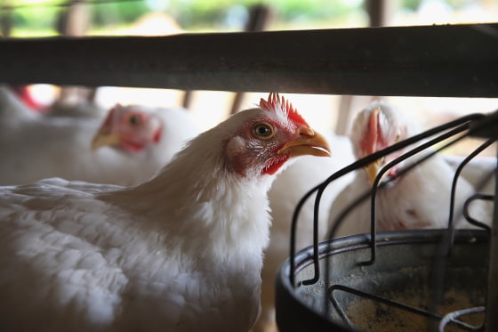 Image: Chickens gather around a feeder at a farm