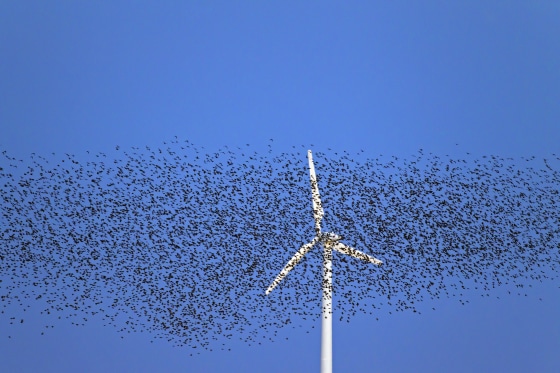 Image: A large flock of common starlings fly past a wind turbine