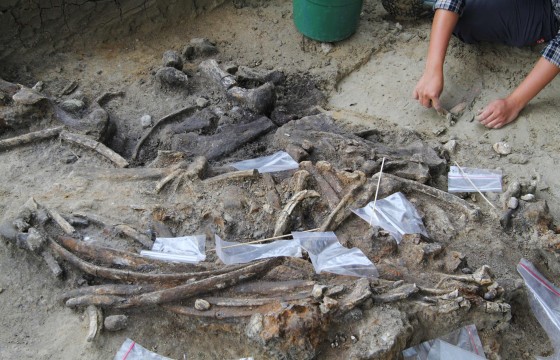 Image: An archaeologist works at the site of an archaeological dig where a treasure trove of tools and a nearly intact skeleton from a butchered rhinoceros