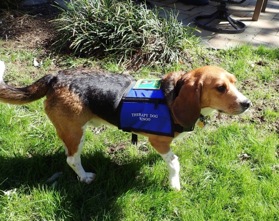 Image: Therapy Dog Ringo