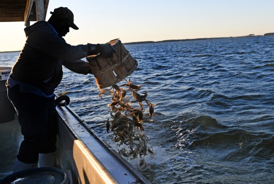 Banner Year Forecast For Lower Chesapeake Blue Crabs