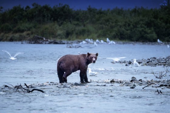 Image: Brown bears fish for salmon in Katmai National Park, Alaska