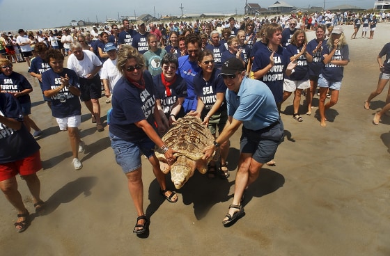 Image: Rehabilitated Sea Turtles Returned To The Wild