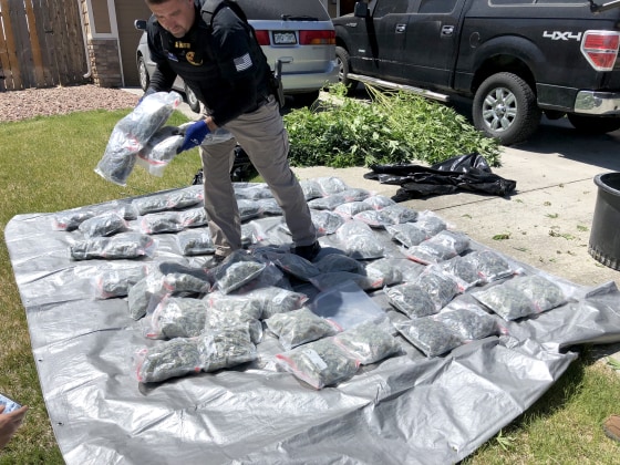 Image: An El Paso County sheriff's deputy processes bags of distribution-ready marijuana seized from an illegal grow house