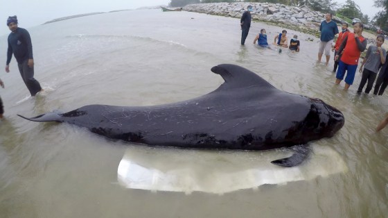Image: Volunteers and government marine veterinarians from Department of Marine and Coastal Resources rescuing a sick male pilot whale at sea in the coastal area of southern Thailand near the Malaysian border, May 28, 2018.