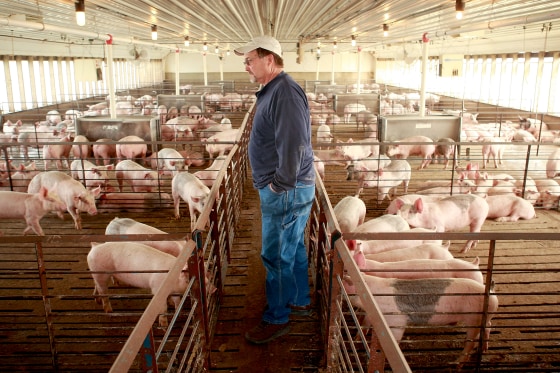 Misconceptions Surrounding Eating Pork And The Swine Flu Lower Hog Prices
