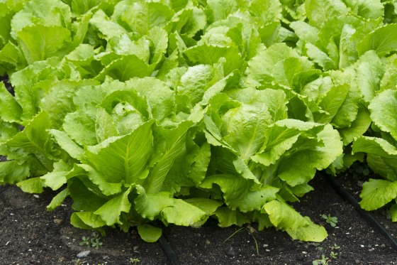 Dirty Canal Water May Have Tainted Romaine Lettuce With E. Coli