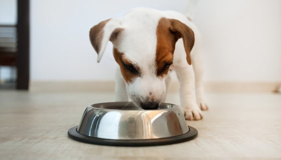 Congestive heart failure in dogs diet best sale