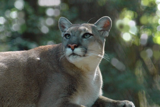 Image: Florida Panther