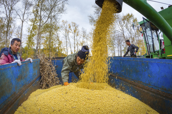 Chinese farmers harvest soy beans in Jiamusi city city, northeast China's Heilongjiang province, in October 2017.