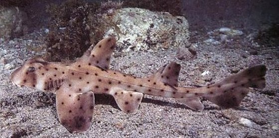 Image: Horn Shark