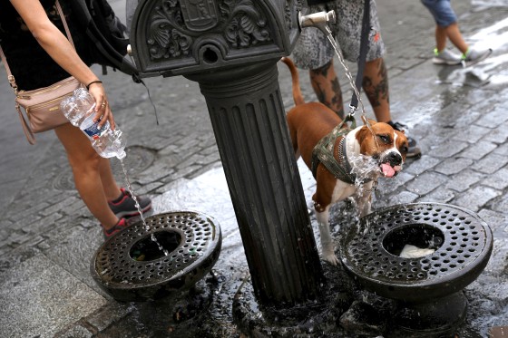 Image: A dog drinks water from a public fountain as temperatures soar throughout the country, in Madrid