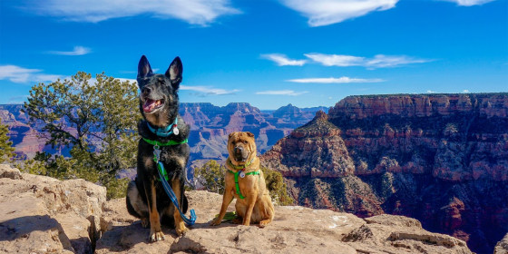 pet dogs places to take dogs