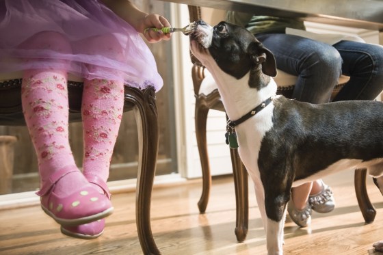 Girl giving dog food under table