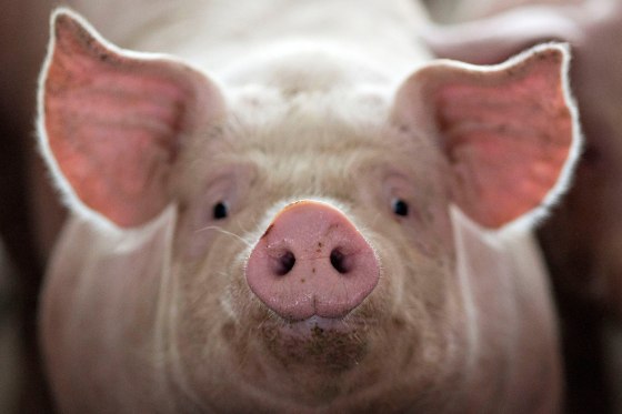 Image: Pig nearing market weight stands in a pen at Duncan Farms in Polo