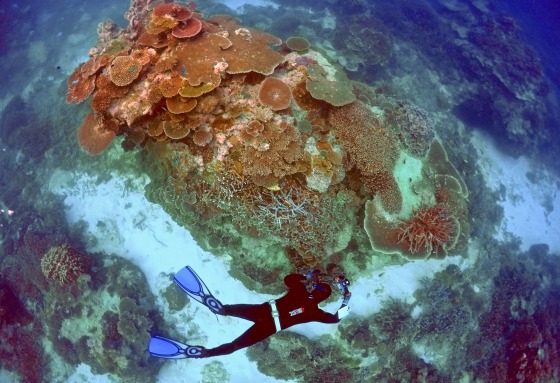 Image: Oliver Lanyon takes photographs and notes during an inspection of the reef's condition in an area called the 'Coral Gardens' located at Lady Elliot Island