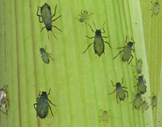 Image: Insect Biowarfare